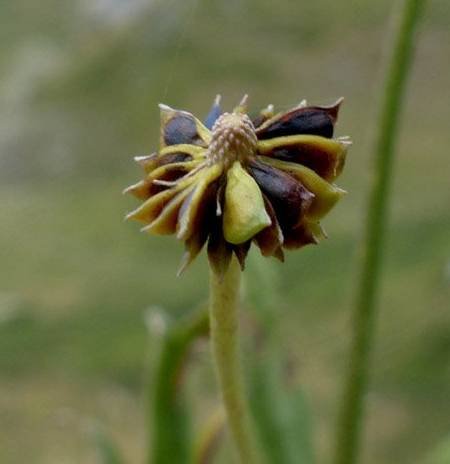 <i>Ranunculus aconitifolius</i> L.