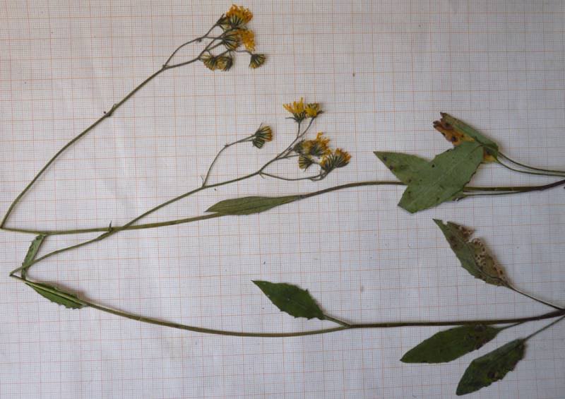 <i>Hieracium umbrosum</i> Jord. subsp. <i>crepidifolium</i> (Arv.-Touv.) Zahn