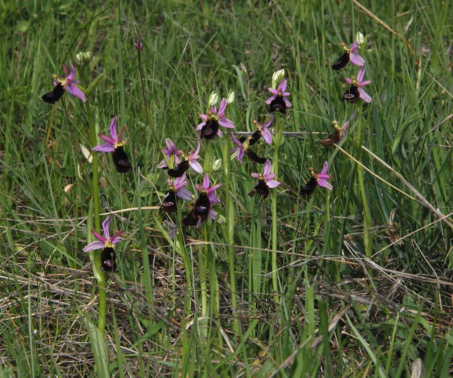 <i>Ophrys bertolonii</i> Moretti subsp. <i>benacensis</i> (Reisigl) P.Delforge