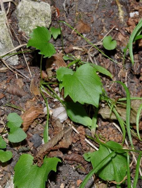 <i>Campanula rotundifolia</i> L. subsp. <i>rotundifolia</i>