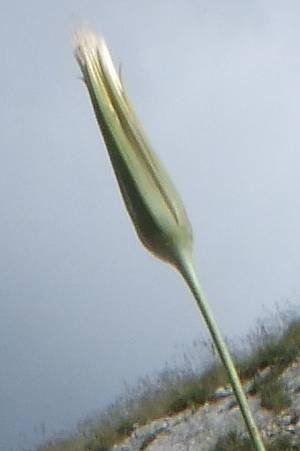 tragopogon pappo.jpg