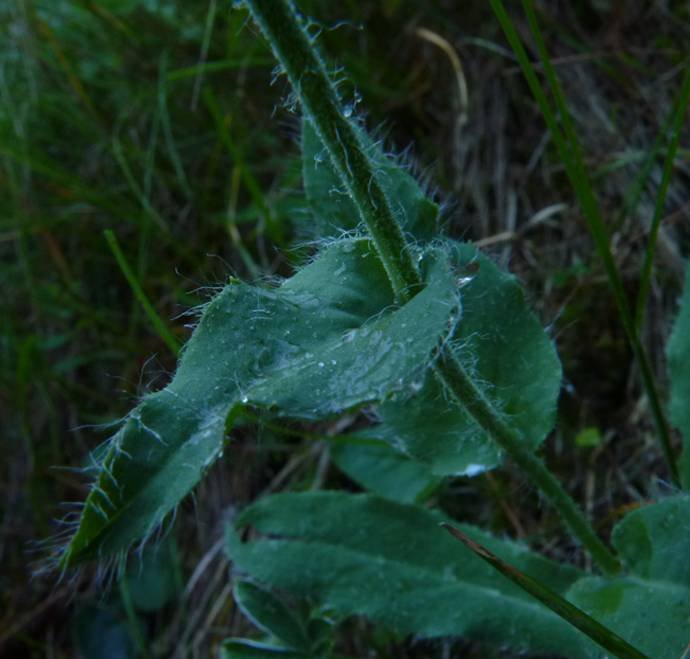 <i>Hieracium valdepilosum</i> Vill. subsp. <i>elongatum</i> Willd. ex Zahn