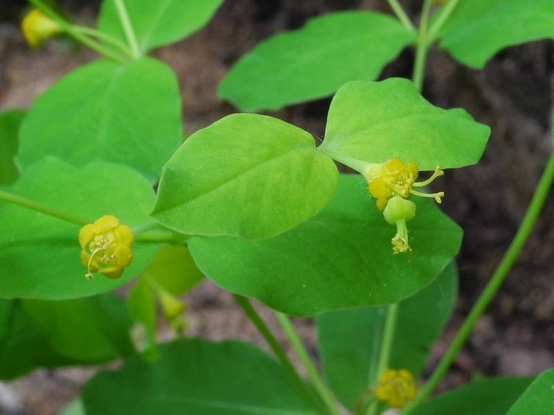 <i>Euphorbia carniolica</i> Jacq.