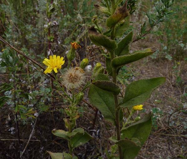 <i>Hieracium ramosissimum</i> Schleich. ex Hegetschw. subsp. <i>lactucifolium</i> (Arv.-Touv.) Rouy