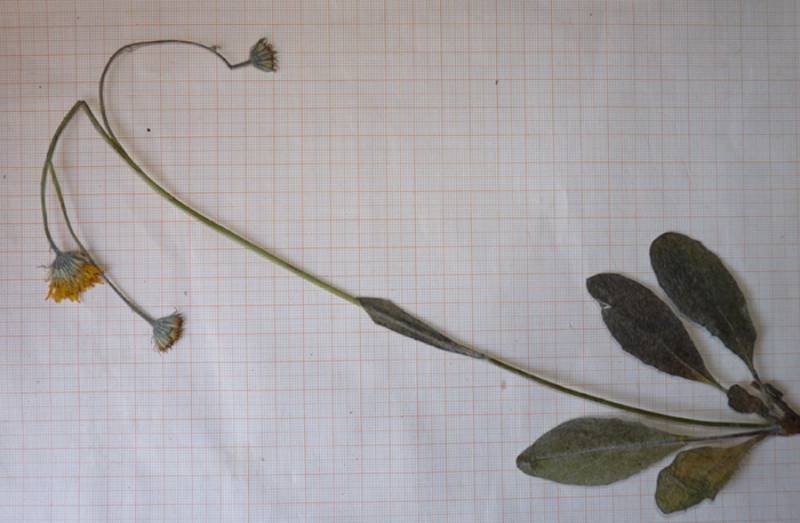 <i>Hieracium pellitum</i> Fr.