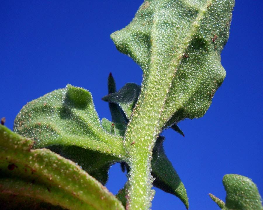 <i>Mesembryanthemum cristallinum</i> L.