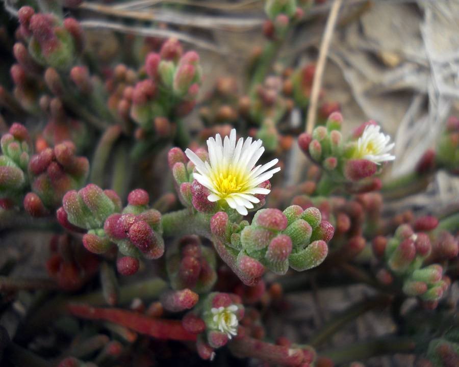 <i>Mesembryanthemum nodiflorum</i> L.