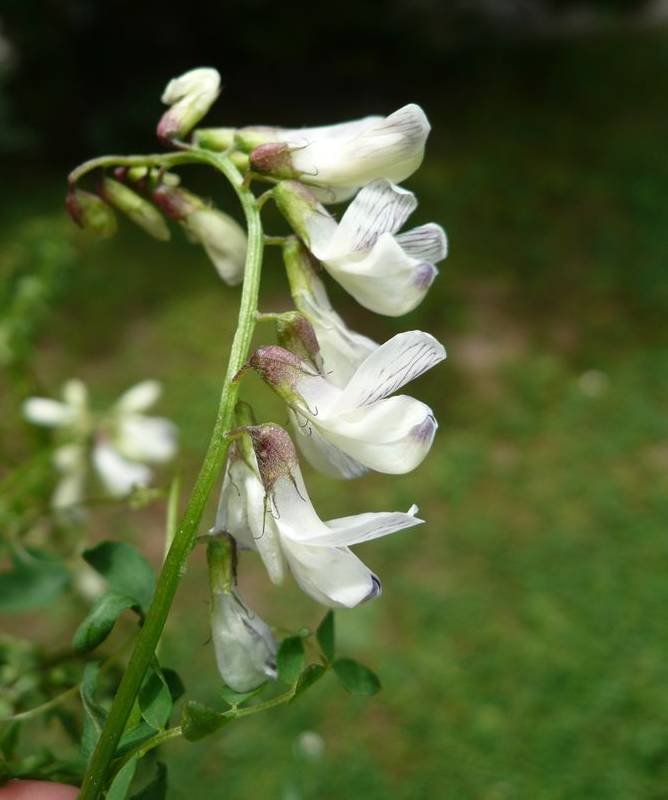 <i>Ervilia sylvatica</i> (L.) Schur