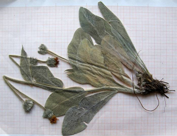 <i>Hieracium tomentosum</i> L.