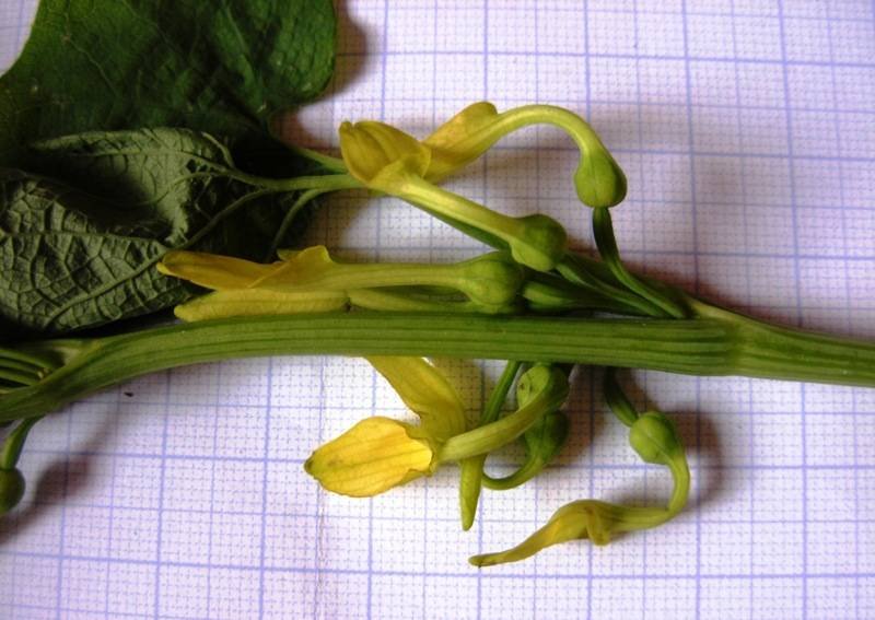 <i>Aristolochia clematitis</i> L.