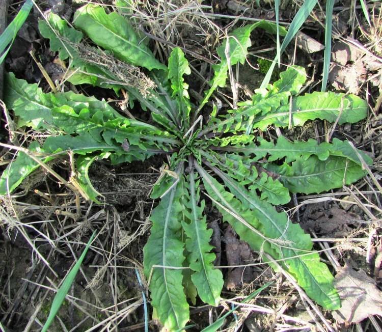 <i>Crepis setosa</i> Haller f.
