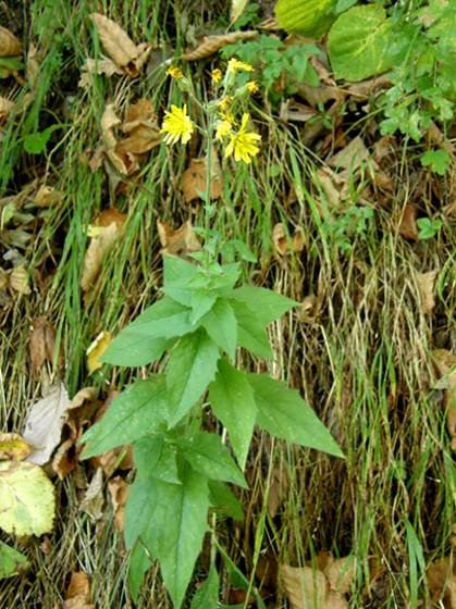 <i>Hieracium lycopifolium</i> Froel. subsp. <i>vallisiacum</i> (Fr.) Zahn