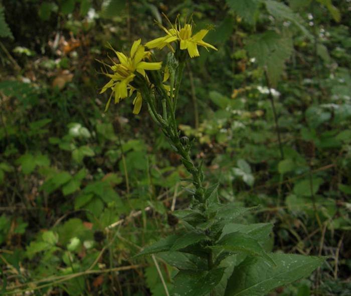 <i>Hieracium lycopifolium</i> Froel. subsp. <i>vallisiacum</i> (Fr.) Zahn