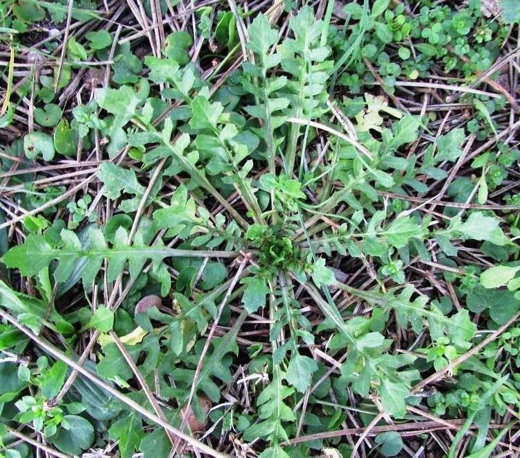 <i>Crepis bursifolia</i> L.