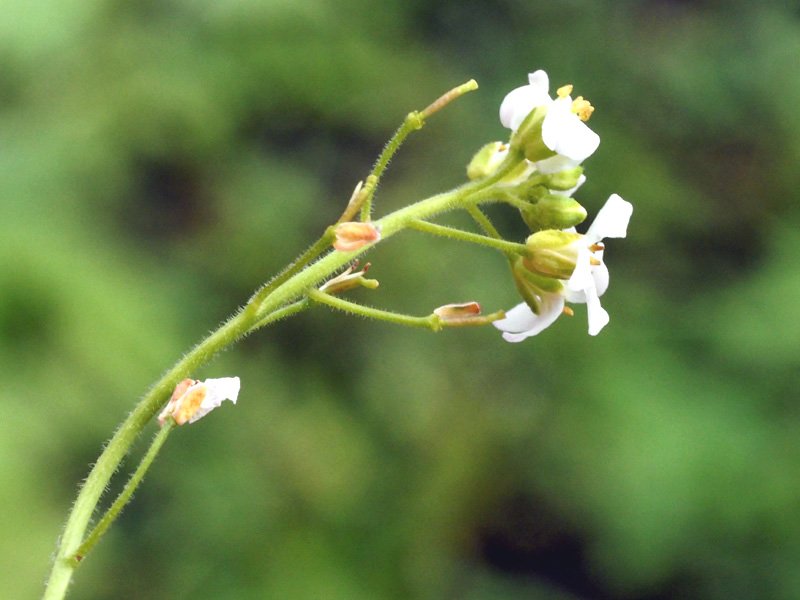 <i>Arabidopsis halleri</i> (L.) O'Kane & Al-Shehbaz subsp. <i>occidentalis</i> Šrámková & Marhold
