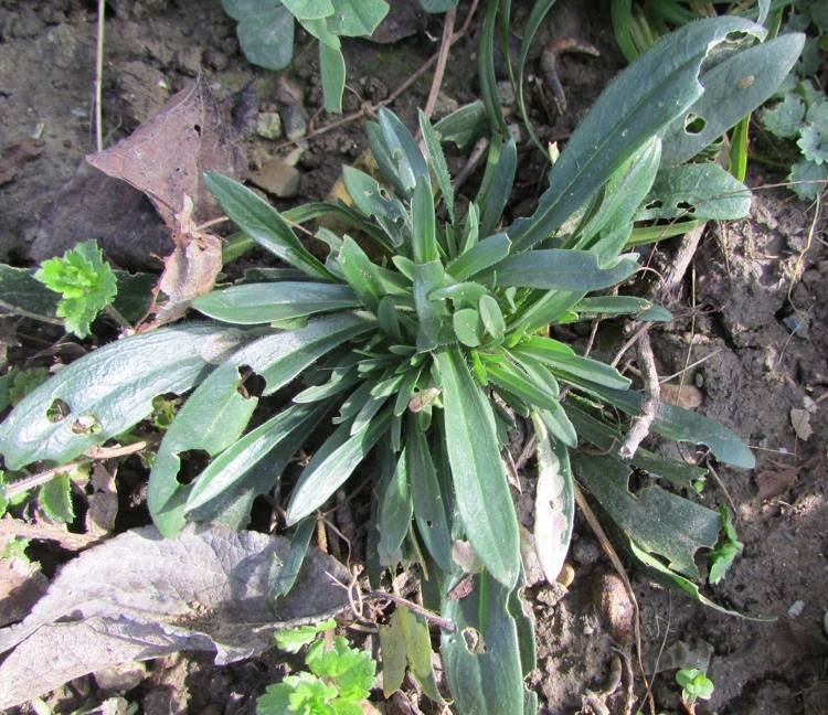 <i>Dianthus armeria</i> L. subsp. <i>armeria</i>