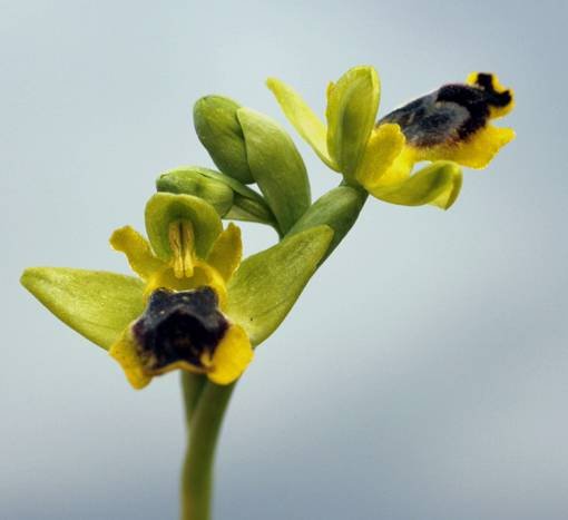 <i>Ophrys sicula</i> Tineo