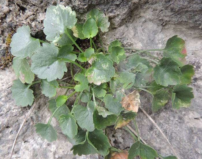 <i>Campanula fragilis</i> Cirillo subsp. <i>fragilis</i>