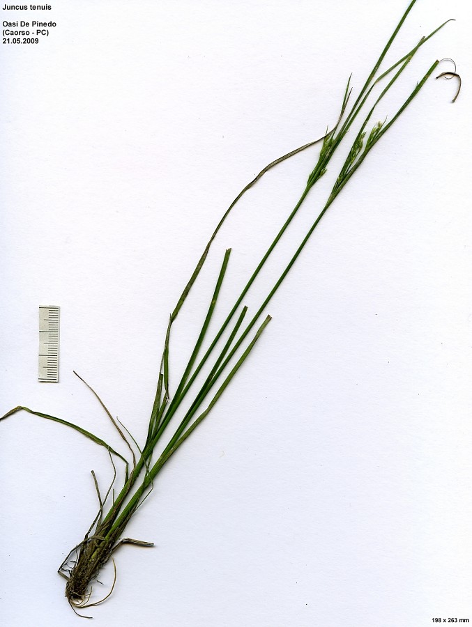 <i>Juncus tenuis</i> Willd.