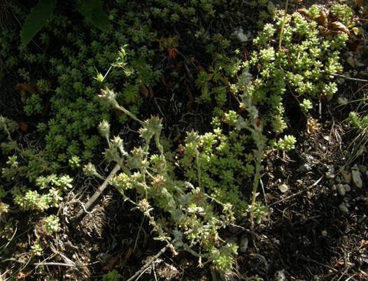 <i>Filago lutescens</i> Jord. subsp. <i>lutescens</i>