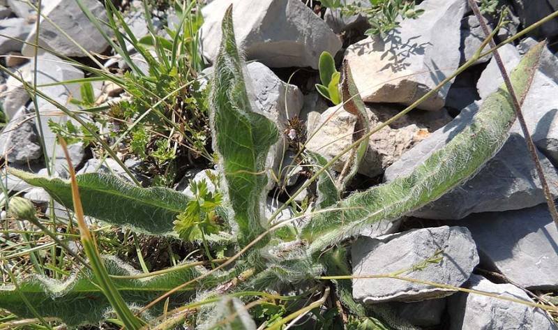 <i>Hieracium portanum</i> Belli
