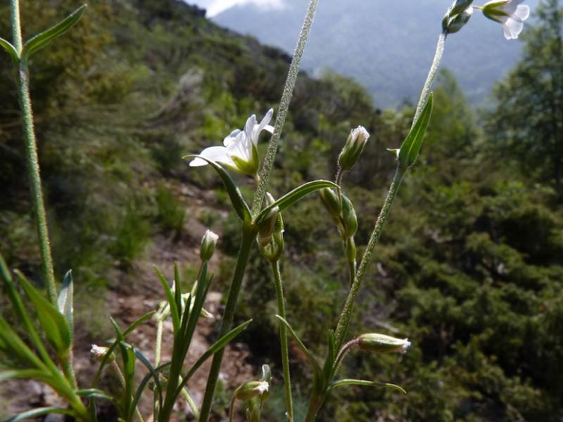 <i>Cerastium arvense</i> L. subsp. <i>suffruticosum</i> (L.) Ces.