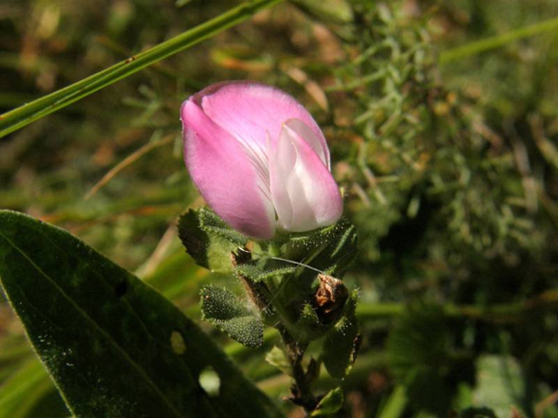 <i>Ononis spinosa</i> L. subsp. <i>procurrens</i> (Wallr.) Briq.