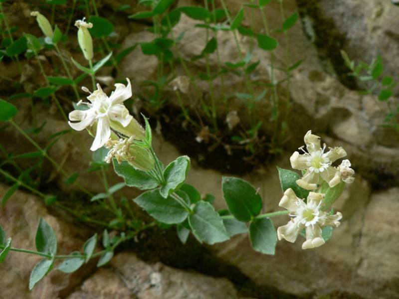 <i>Silene cordifolia</i> All.
