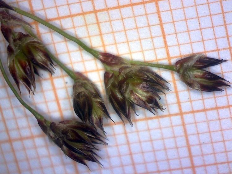<i>Luzula sylvatica</i> (Huds.) Gaudin subsp. <i>sylvatica</i>