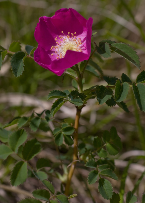 <i>Rosa pendulina</i> L.