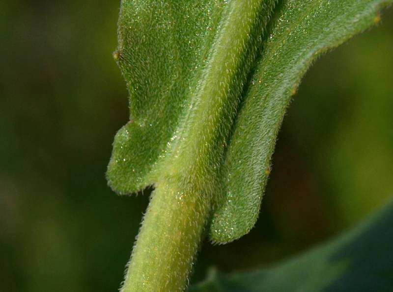 <i>Lepidium draba</i> L. subsp. <i>draba</i>