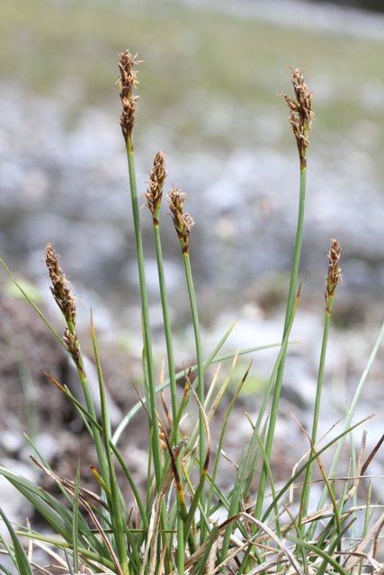 Carex simpliciuscula