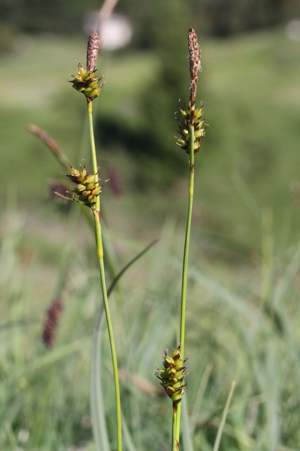 <i>Carex hostiana</i> DC.