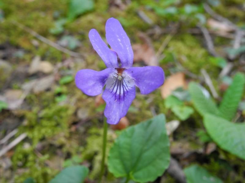 <i>Viola reichenbachiana</i> Jord. ex Boreau