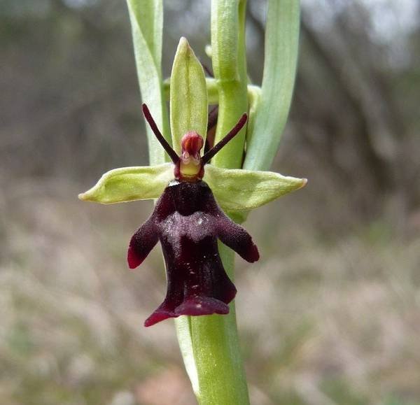 <i>Ophrys insectifera</i> L.