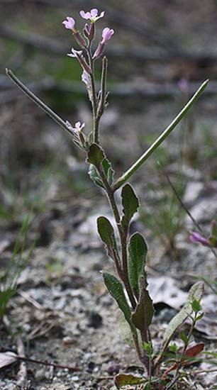 <i>Strigosella africana</i> (L.) Botsch.