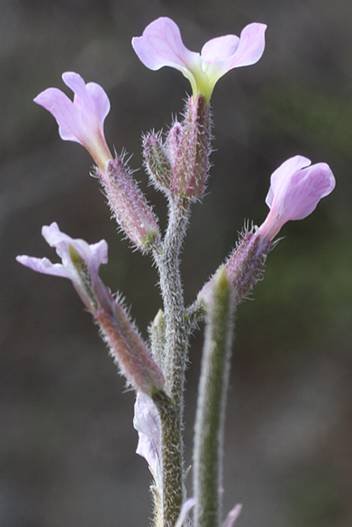<i>Strigosella africana</i> (L.) Botsch.