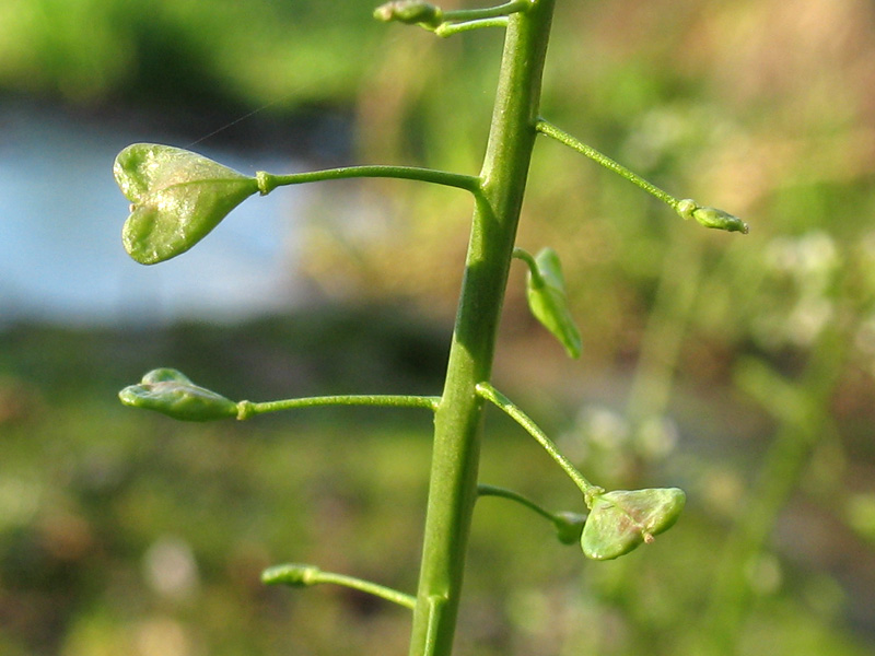 <i>Capsella bursa-pastoris</i> (L.) Medik. subsp. <i>bursa-pastoris</i>