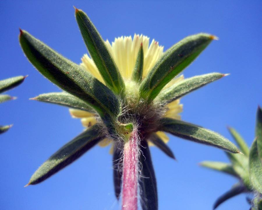 <i>Pallenis spinosa</i> (L.) Cass. subsp. <i>spinosa</i>