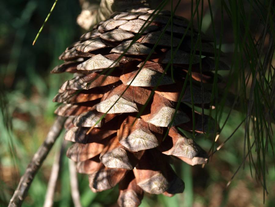 Pinus-halepensis-3-84-(6).jpg