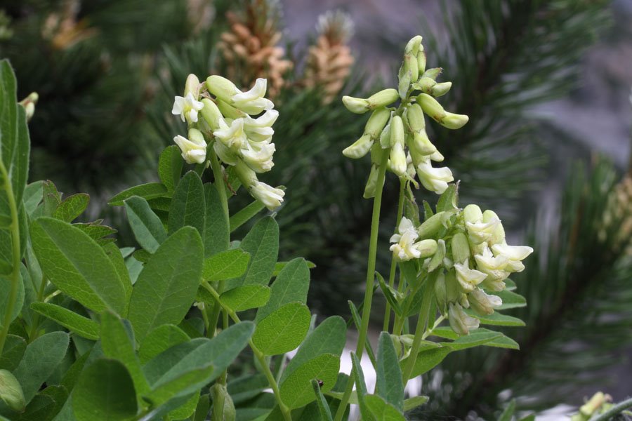 <i>Astragalus frigidus</i> (L.) A.Gray