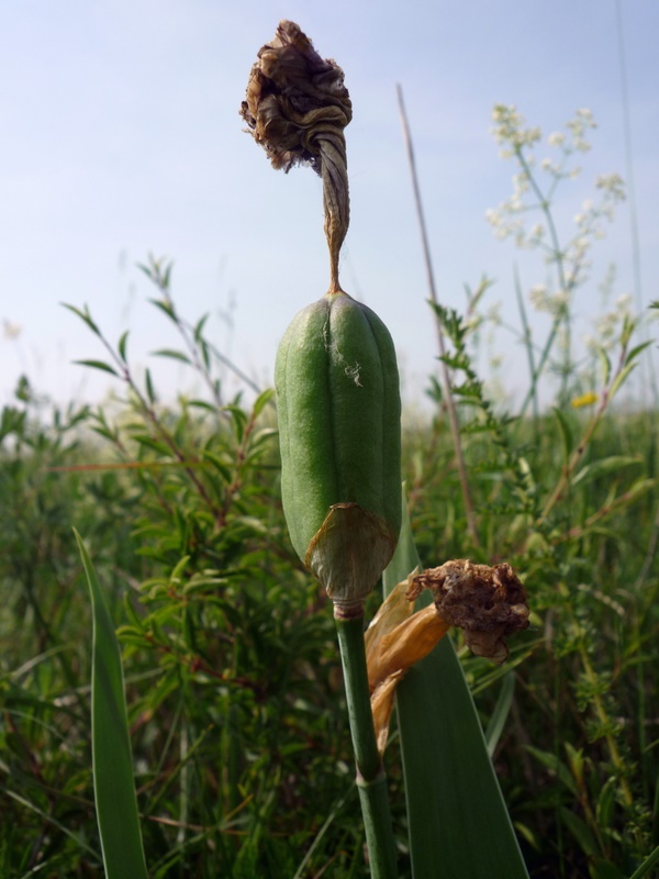 <i>Iris cengialti</i> Ambrosi ex A.Kern. subsp. <i>illyrica</i> (Asch. & Graebn.) Poldini