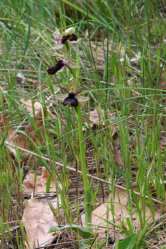 <i>Ophrys bertolonii</i> Moretti subsp. <i>bertoloniiformis</i> (O.Danesch & E.Danesch) H.Sund