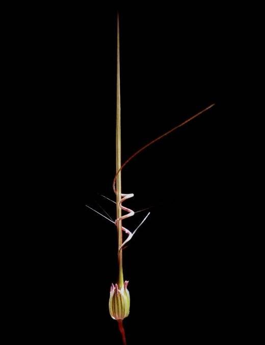 <i>Erodium laciniatum</i> (Cav.) Willd. subsp. <i>laciniatum</i>