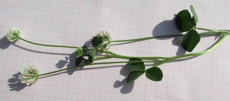 <i>Trifolium nigrescens</i> Viv.