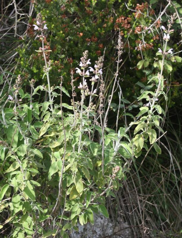 <i>Salvia fruticosa</i> Mill.