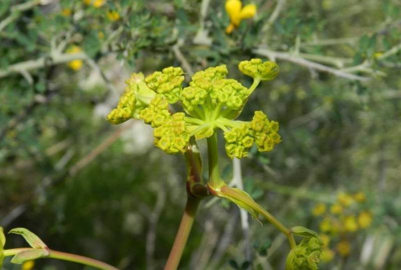 <i>Ferulago nodosa</i> (L.) Boiss. subsp. <i>geniculata</i> (Guss.) Troìa & Raimondo