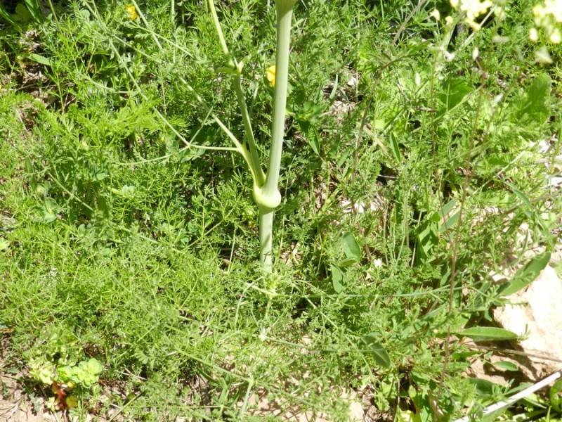 <i>Ferulago nodosa</i> (L.) Boiss. subsp. <i>geniculata</i> (Guss.) Troìa & Raimondo