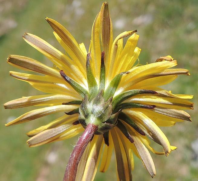 <i>Taraxacum lilianae</i> Aquaro, Caparelli & Peruzzi