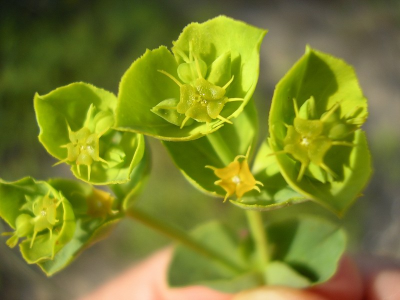 <i>Euphorbia terracina</i> L.
